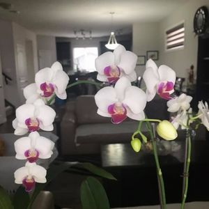 Meet your Posher, Rose